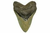 Serrated, Fossil Megalodon Tooth - North Carolina #378013-1